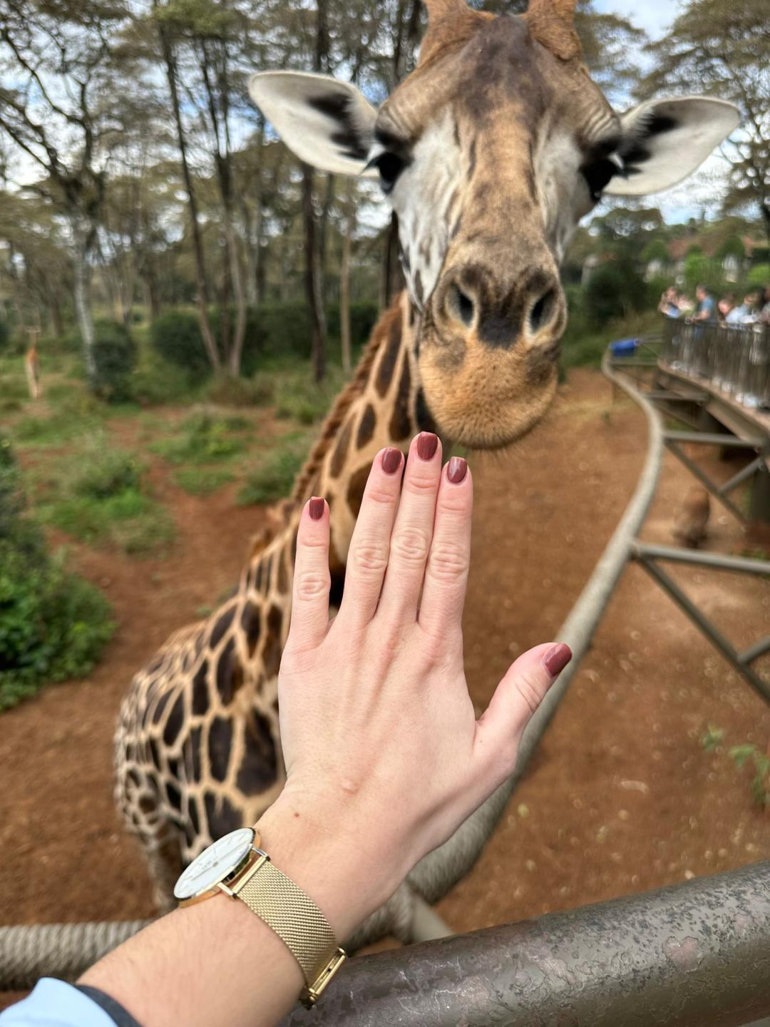 Geliranje prirodnih noktiju S dužina - Cosmoderm & Centar Estetica, Zagreb Manikura Nokti Manikura, Zagreb, Trnje