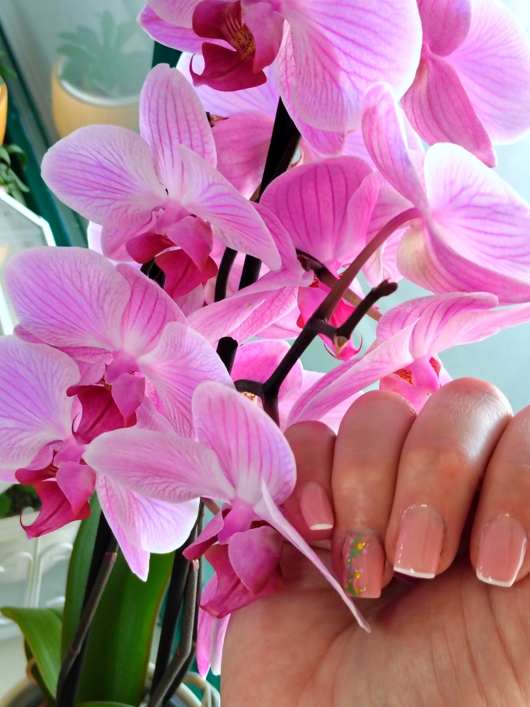 JZ Beauty & Barber #krapina Lakiranje noktiju Trajni lak - ruke